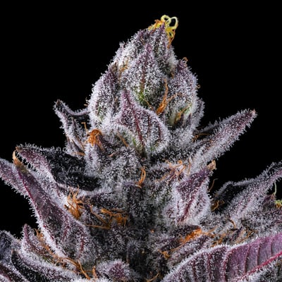 Image 5 for Halochrome – Maven Halos Rosin Infused Pre-Roll [1.9g], a sativa product