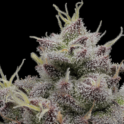 Image 5 for Hash Burger [1g], a indica product