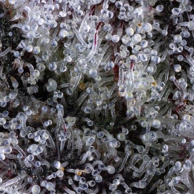 Image 7 for Black Lotus Goldies Infused Pre-Roll Single [1.2g], a indica product