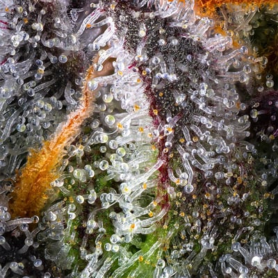 Image 12 for ZuZu Berry Gold Blend, a sativa product Image 12 for ZuZu Berry Gold Blend, a sativa product