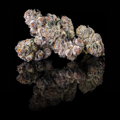 Image 7 for Black Lotus Goldies Infused Pre-Rolls 5-Pack [3g], a indica product