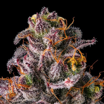 Shop Dirty Laundry [3.5g] | Tahoe Green Dispensary South Lake