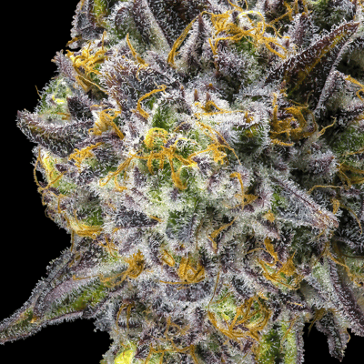 Image 10 for Kiwi Sorbet [3.5g], a hybrid product