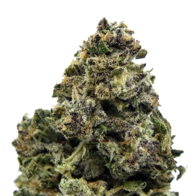 Shop Purple X-18 Hash Plant | Solful - Healdsburg Dispensary Healdsburg, CA