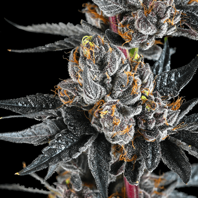 Image 6 for Lipsmackerz Pre-Roll [1g], a hybrid product