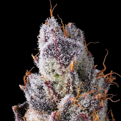 Image 6 for La La Land Mini Halos Infused Pre-Roll Single [.6g], a undefined product