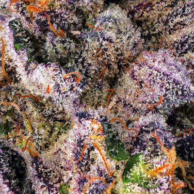 Image 5 for Dirty Laundry Goldies Infused Pre-Roll Single [1.2g], a indica product