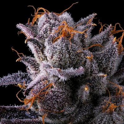 Image 9 for Lipsmackerz [3.5g], a hybrid product