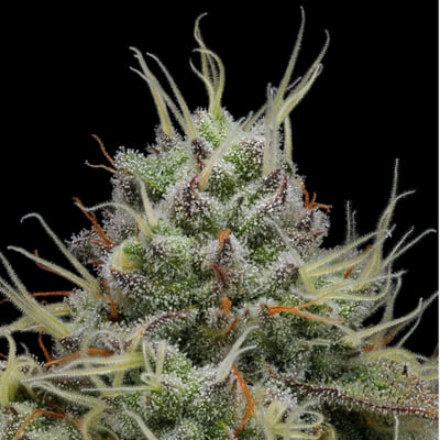 Image 5 for Funkadelic [1000mg], a indica product