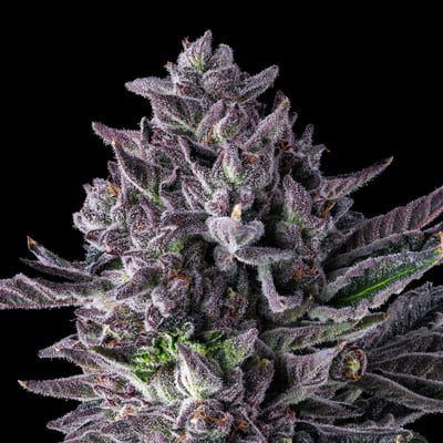 Image 7 for 98K Gold Blend, a indica product Image 7 for 98K Gold Blend, a indica product