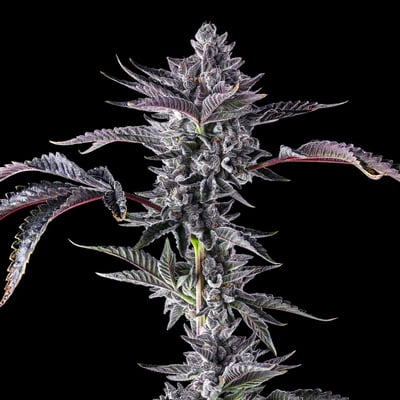 Image 6 for 98K Gold Blend, a indica product Image 6 for 98K Gold Blend, a indica product