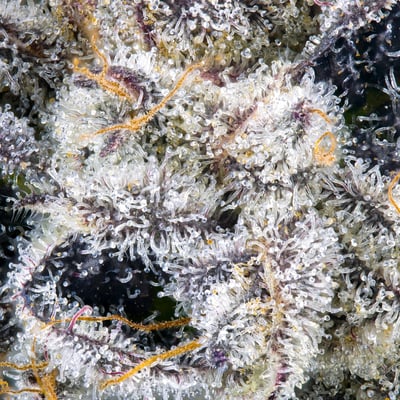 Image 7 for Paradiso Tropical Mini Halos Infused Pre-Roll Single [.6g], a undefined product