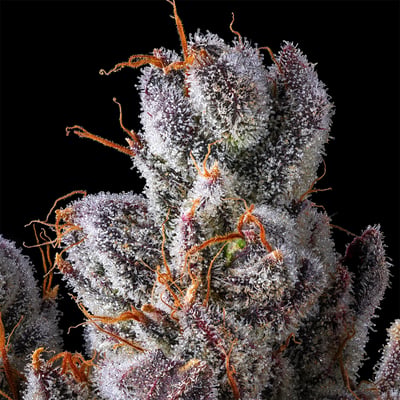 Image 7 for La La Land Halos Mini Rosin Infused Pre-Rolls 5-Pack [3g], a sativa product
