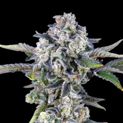 Image 6 for Paradiso Tropical Halos Infused Pre-Roll [1.9g], a hybrid product