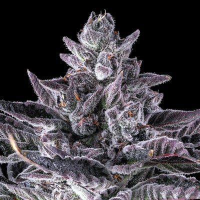 Image 7 for 98K, a indica product Image 7 for 98K, a indica product