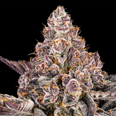 Image 8 for Orange Sapphire Goldies Infused Pre-Rolls 5-Pack [3g], a sativa product