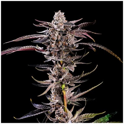 Image 8 for Shangri-La Goldies Infused Pre-Rolls 5-Pack [3g], a indica product
