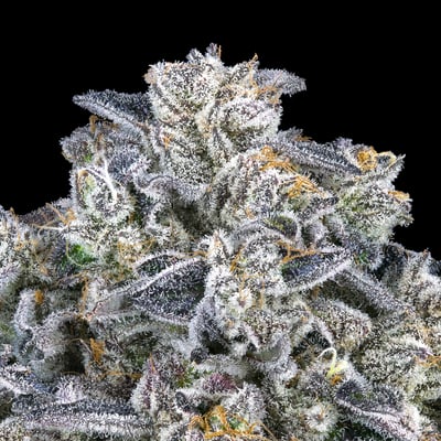 Image 7 for Paradiso Tropical Halos Infused Pre-Roll [1.9g], a hybrid product