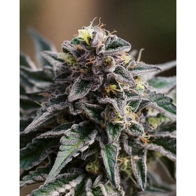 Image 5 for Torch Top - .35g Pre-roll - 5pk, a hybrid product