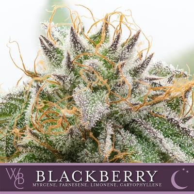 spider plant hallucinogenic Spider Plant – Fragrance Plants and Flowers main image 1