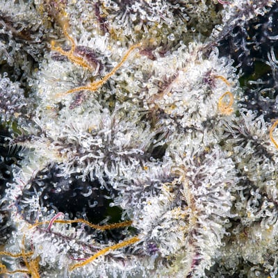 Image 8 for Paradiso Tropical – Maven Mini Halos Rosin Infused Pre-Rolls 5-Pack [3g], a hybrid product