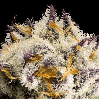Image 9 for FKAFL Gold Blend, a hybrid product Image 9 for FKAFL Gold Blend, a hybrid product