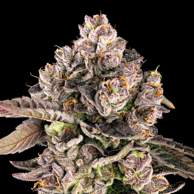 Image 8 for Prizm All-In-One Gold Blend [1000mg], a indica product