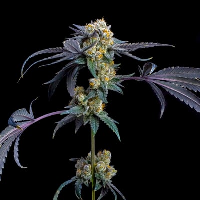 Image 6 for Blue Lotus Pre-Roll [1g], a indica product