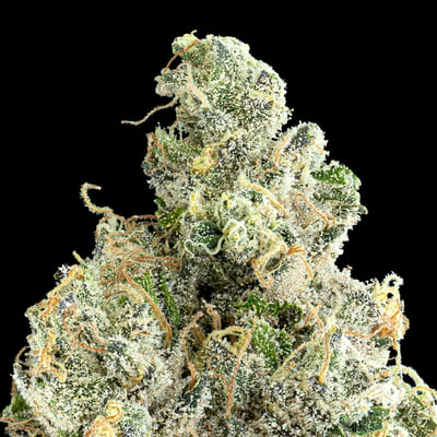 Image 5 for Ajo Blanco, a sativa product