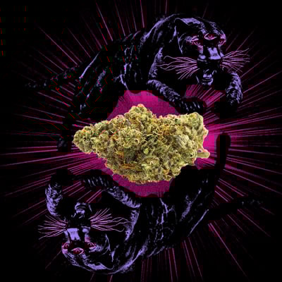 Image 2 for Animal Face, a indica product