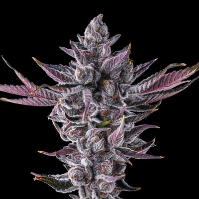 Image 6 for Chrome Dome [3.5g], a sativa product