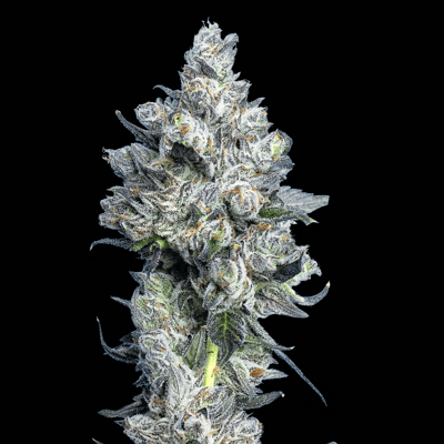 Image 6 for Apples & Diamonds [3.5g], a indica product