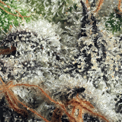 Image 8 for Apples & Diamonds [3.5g], a indica product
