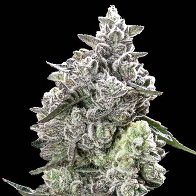 THCA Diamond ７G 7g Diamond Knock-Out THCA Infused Pre-Roll - 3CHI