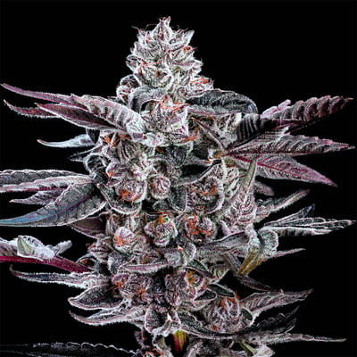 Image 9 for Shangri-La Goldies Infused Pre-Rolls 5-Pack [3g], a indica product