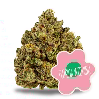 Image 1 for Florida Wedding, a indica product