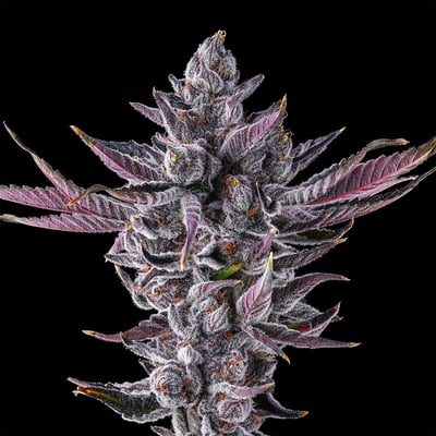 Image 10 for Chrome Dome Goldies Infused Pre-Rolls 5-Pack [3g], a sativa product
