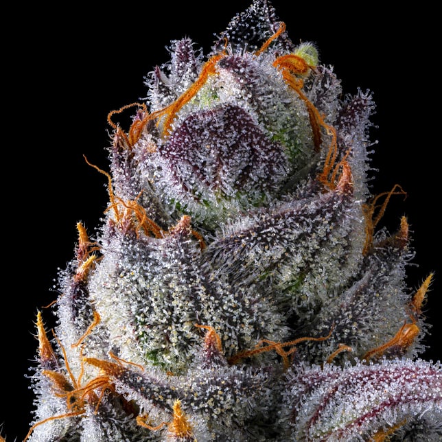 Zuzu Zangria Mini Halos Infused Pre-Roll Single [.6g] - Image 10
