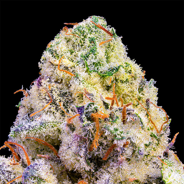 Pineapple Biscotti Pre-Roll 5-Pack [2.5g] - Image 5