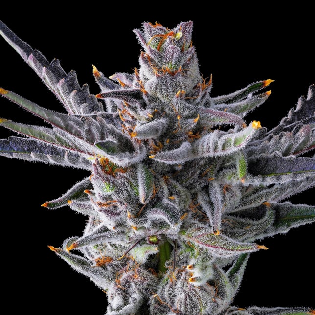 ZuZu Zangria Halos Infused Pre-Roll [1.9g] - Image 8