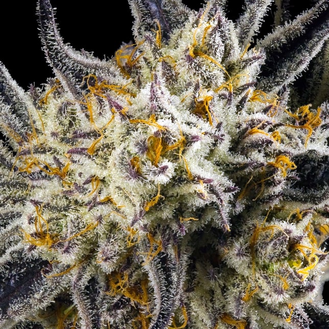French Diamonds Mini Halos Infused Pre-Roll Single [.6g] - Image 10