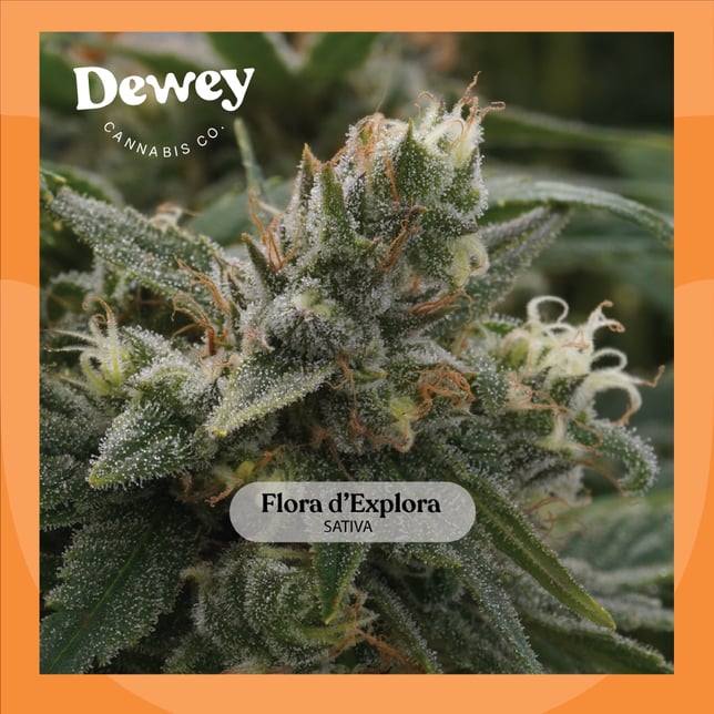 Flora d'Explora - Image 2