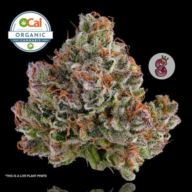 White Widow #11 - Image 1 White Widow #11 - Image 1