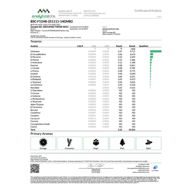 Rythm - B Scout (I) Flower  C0010001233 - Image 5