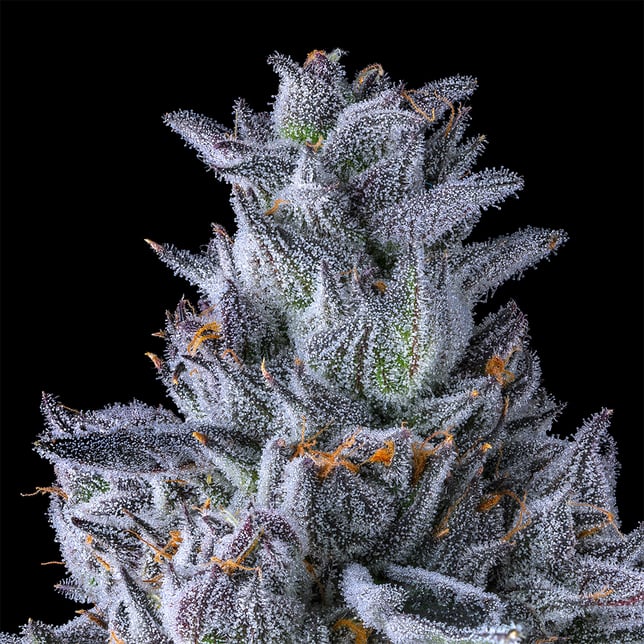 Chroma Gold Blend - Image 11