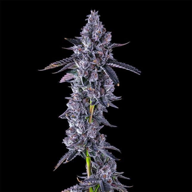 Black Lotus All-In-One Gold Blend [1000mg] - Image 4