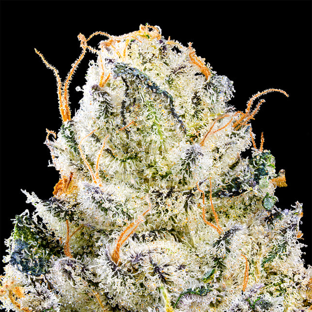 Chem 51 Pre-Roll 5-Pack (2.5g) - Image 5