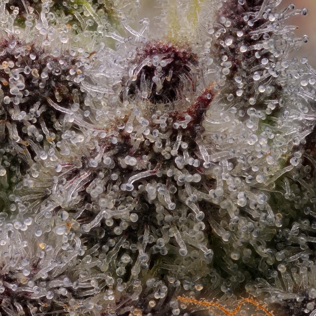 Emergency #9 - Image 3 Emergency #9 - Image 3