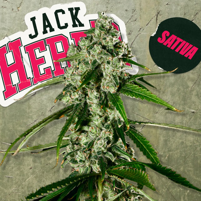 Jack Herer - Image 2