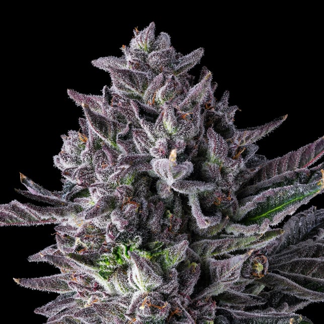 98K All-In-One Gold Blend [1000mg] - Image 6